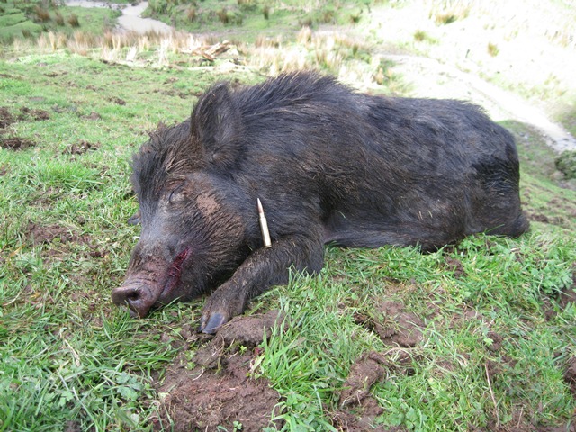 pig for web.jpg